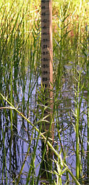 measuring stick